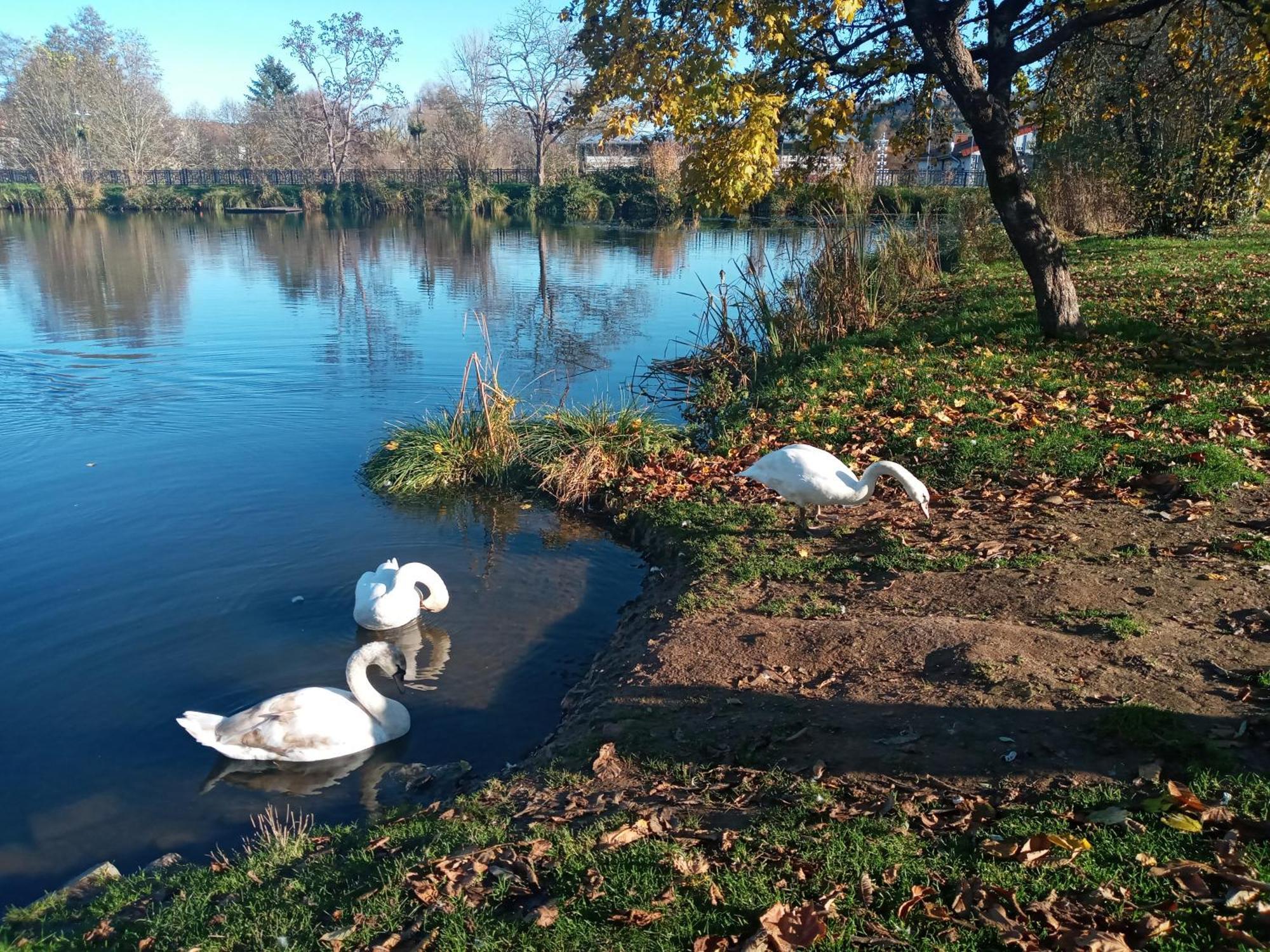 Am Schwimmteich Blieskastel