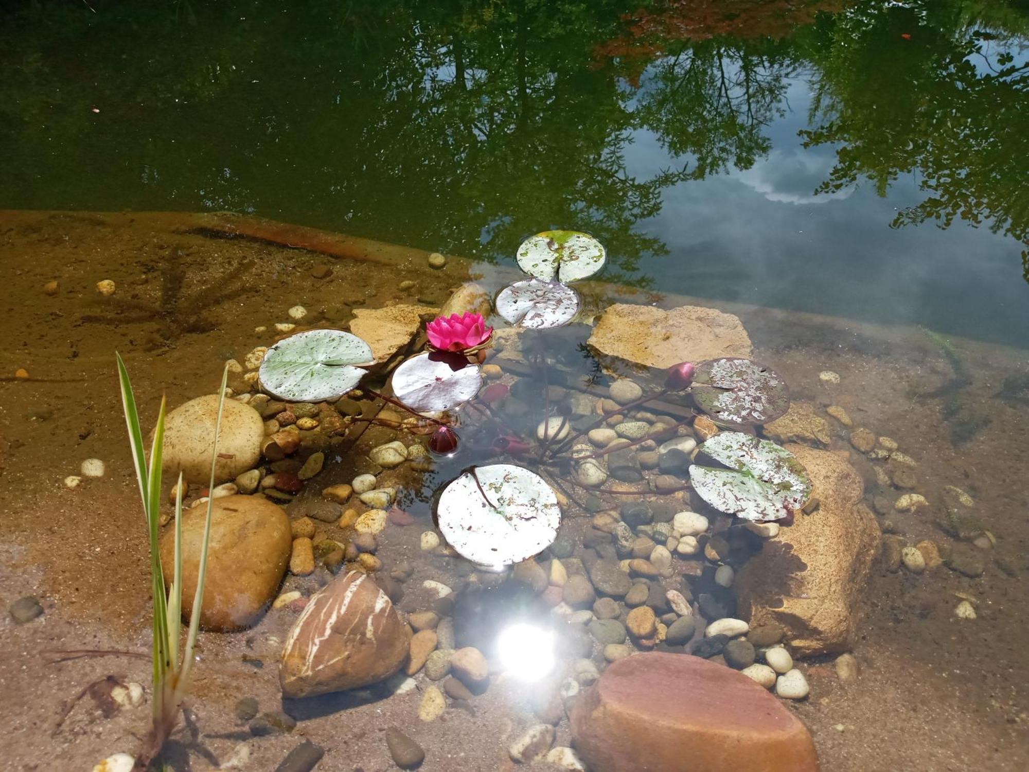 Am Schwimmteich Blieskastel